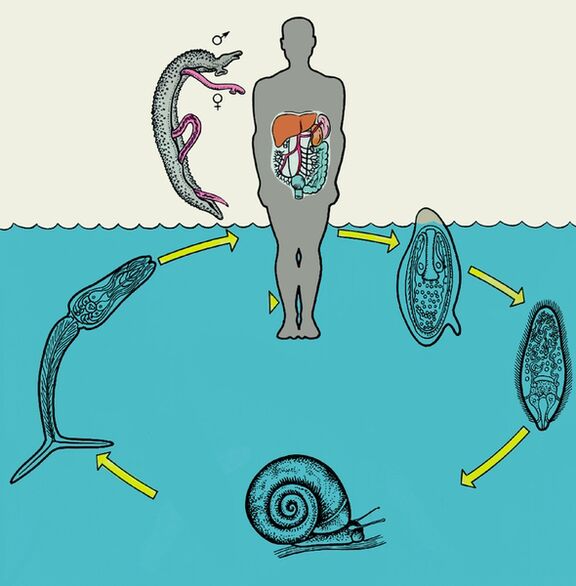 Schistosoma diagram daur hirup
