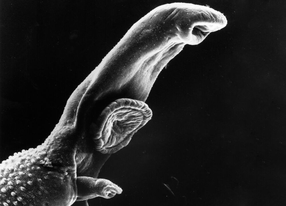 Schistosoma nyaéta parasit anu daur hirupna merlukeun host perantara. 