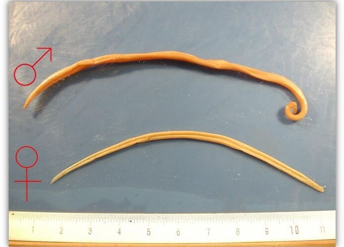 Ukuran roundworms - cacing anu mangaruhan saluran pernapasan déwasa